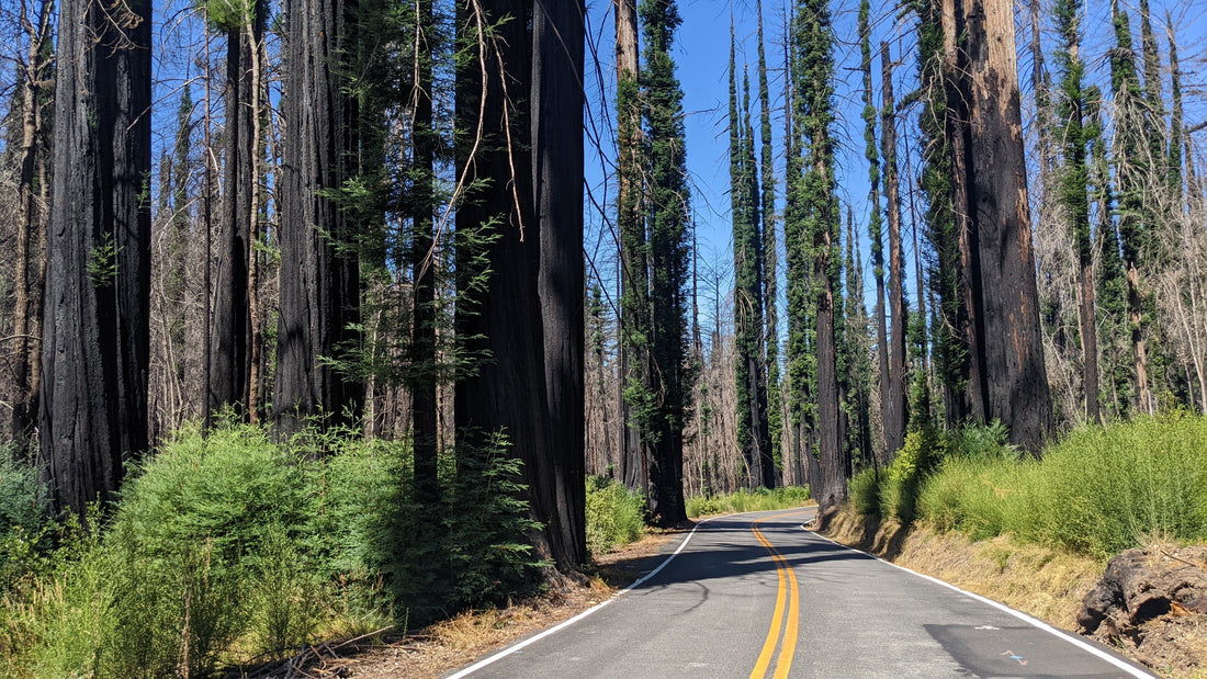 Back to Big Basin