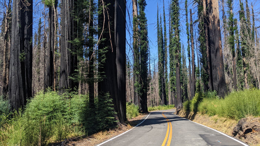 Back to Big Basin