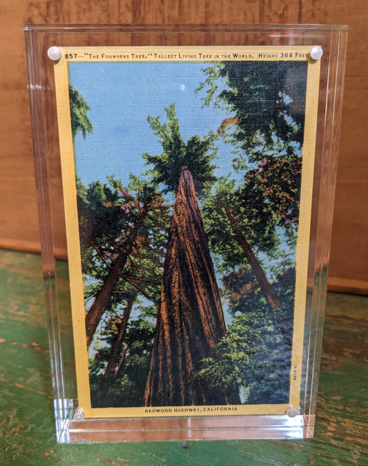 Antique Postcard: Neck Breaker/ Founder's Tree