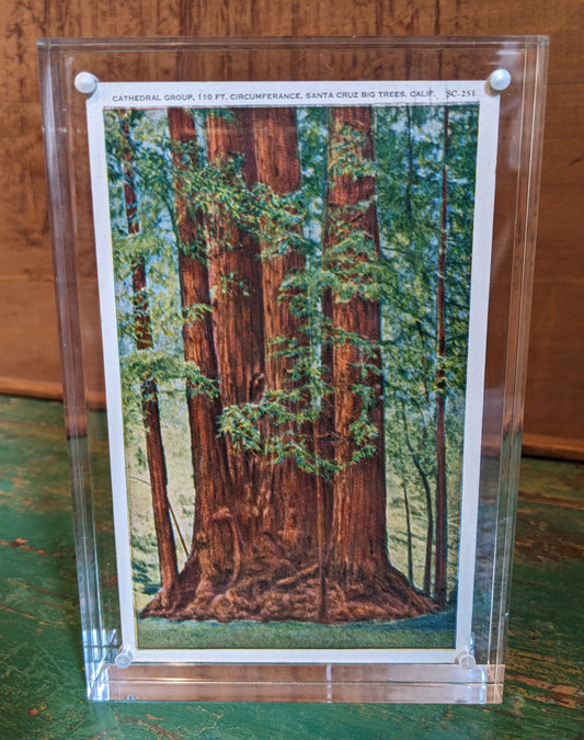 Antique Postcard: Cathedral Group