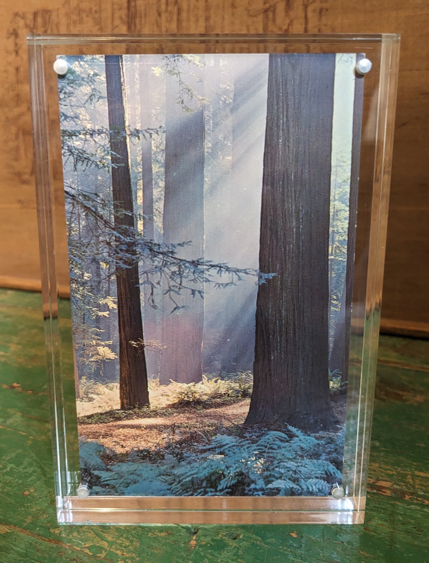 Antique Postcard: Redwood Grove