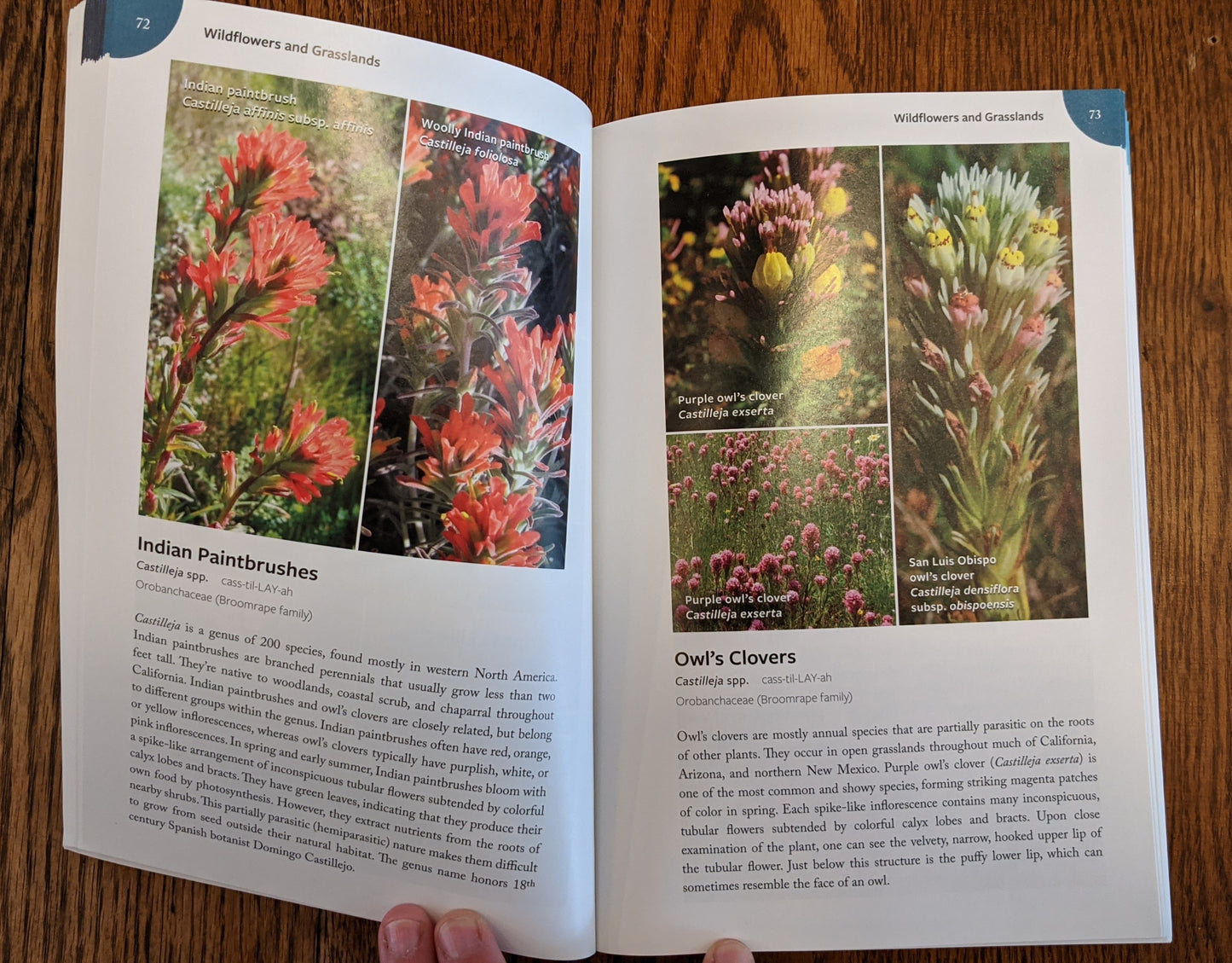 Page example from California Plants book