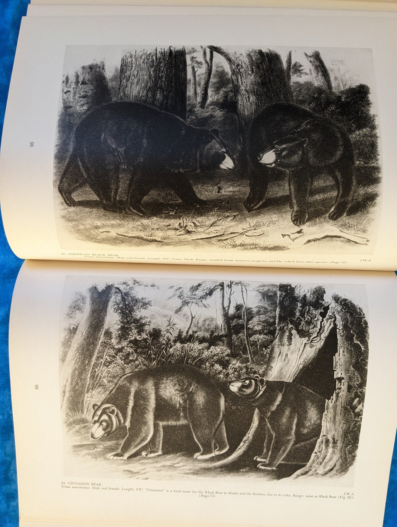 Audubon's Animals: The Quadrupeds of North America vintage book illustration example
