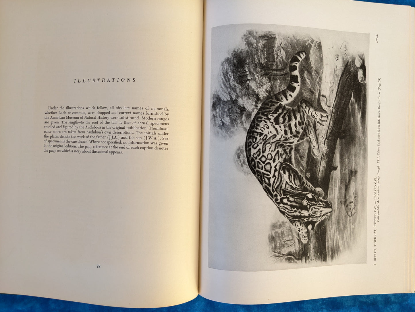Audubon's Animals: The Quadrupeds of North America vintage book illustrations page